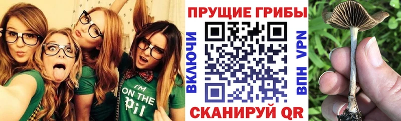 Галлюциногенные грибы Psilocybine cubensis  как найти   Задонск 